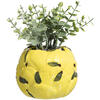 Geel