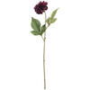Aubergine