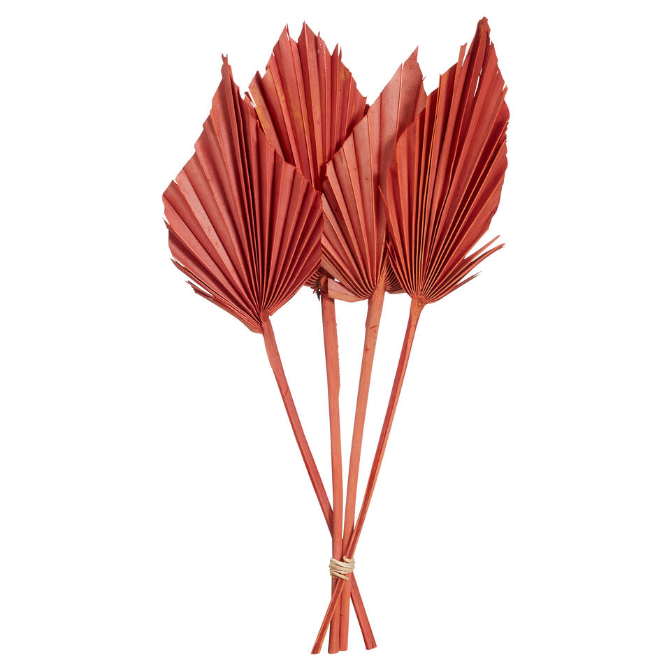 Palmblad Speer Oranje